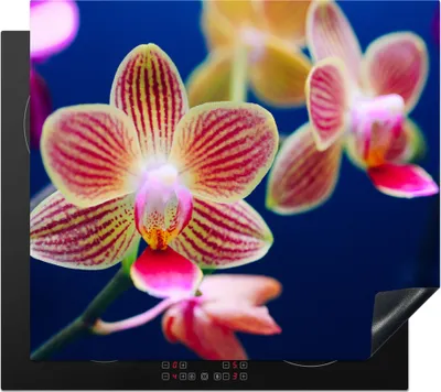 Produktbild von KitchenYeah© Herdabdeckplatte Von Orchidee , 59x52cm, Küche Deko, Glaskeramikkochfeld Herdabdeckung, Abdeckplatte fùr Kochfeld