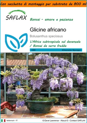 Immagine prodotto di SAFLAX Garden in the bag - Glicine africano - 15 semi - Bolusanthus