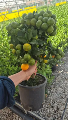 A hand holding a potted Calamondin tree with many small oranges and green leaves.