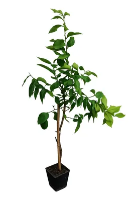 Produktbild von Kaffir-Limette 140–180 cm – Citrus Hystrix Combava – exotischer Zitrusbaum mit aromatischen Blättern für Küche & Garten