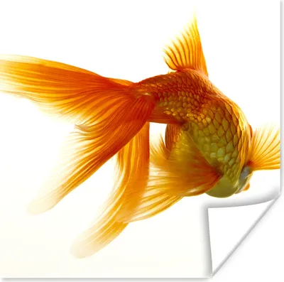 Produktbild von MuchoWow® Poster Goldfisch - Meerestiere - Weiß 75x75 cm - Wand Dekoration