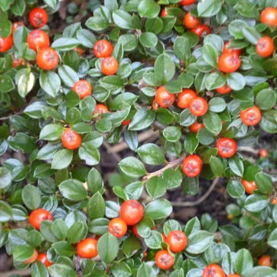 Immagine prodotto di 2 x  Cotoneaster radicans 'Eichholz'  | 20-30 cm in vaso
