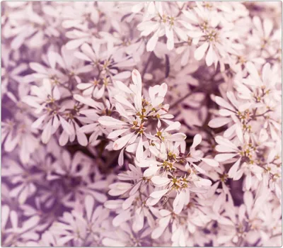 Produktbild von Spritzschutz Herdabdeckplatte Schneidebrett aus Glas Blumen im VintageStiel 1-Teilig (60x52cm)