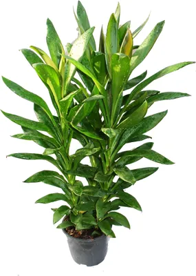 Immagine prodotto di Cordyline fruticosa, giglio club, verde in vaso da 19 cm