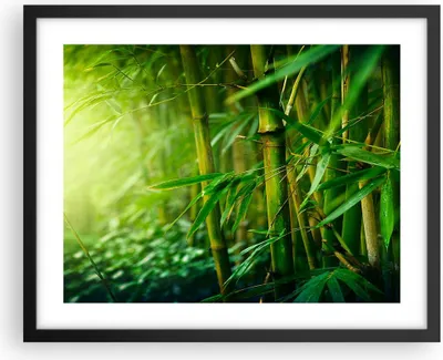 Produktbild von Gerahmtes Poster - Schwarzer Rahmen - Bambus Pflanze - 50x40 cm - Wand Bild - Wanddeko - Wandbilder - Kunstposter - Wandposter - Bilderrahmen - Bilder - Kunstdruck - Wandbild - P2BAA50x40-3558