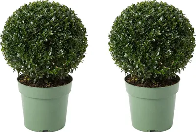 Image de Bloomique - Lot de 2 - Ilex Crenata Jenny - Houx japonais - Feuillage Persistant - Rustique - Plante balcon - Plante jardin - Hauteur 30-40 cm - Pot 17 cm