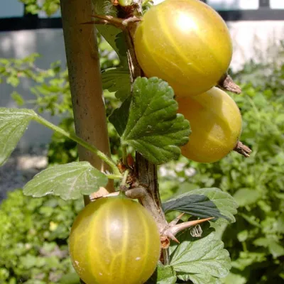 Produktbild von Hinnonmäki gelb Stachelbeere Hochstamm guter Geschmack ca. 80-90 cm Stamm im 3-4 Liter Topf