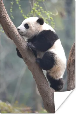 Produktbild von MuchoWow® Poster Panda - Tier - Baum 40x60 cm - Plakate für die Wand - Poster Babyzimmer
