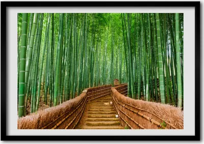 Produktbild von Bild - Bilder - Bilderrahmen - 70 cm x 50 cm - MDF-Rahmen, Wandkunst Bambuswald