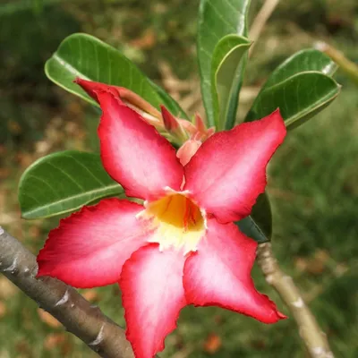 Zdjęcie produktu dla Róża pustynna (Adenium obesum)  – 10 nasion
