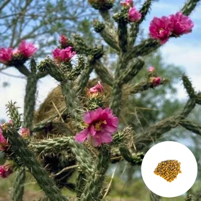 Obrázek produktu pro Semena Cylindropuntia Imbricata - balení 5 ks - Semena kaktusu - Mrazuvzdorná - Cylindropundia střechovitá