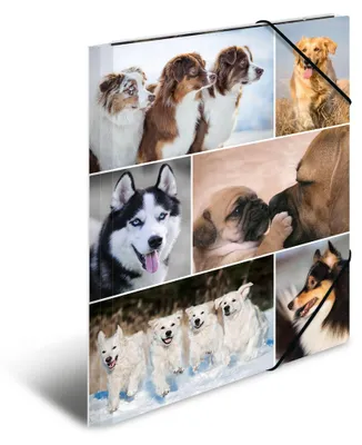 Produktbild von HERMA Sammelmappe A4 Hunde Pappe