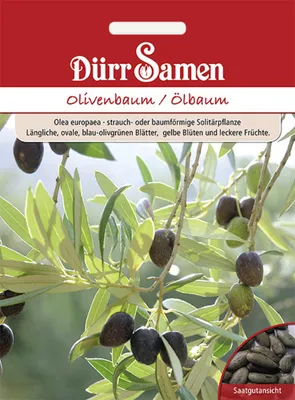 Produktbild von Olivenbaum | Olivenbaumsamen von Dürr Samen