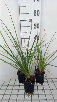 Zdjęcie produktu dla 6 x Kniphofia uvaria 'Grandiflora' - Lilia pochodnia - doniczka 9 x 9 cm