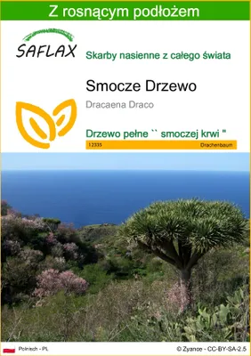 Zdjęcie produktu dla SAFLAX - Smocze Drzewo - 5 Nasiona - Z podłożem uprawowym wolnym od zarazków - Dracaena Draco