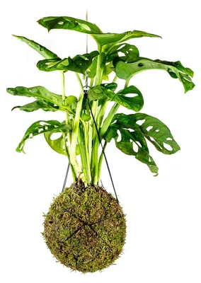 Obrázok produktu pre Gardners Kokedama Monstera adansonii Monkey Mask (L)