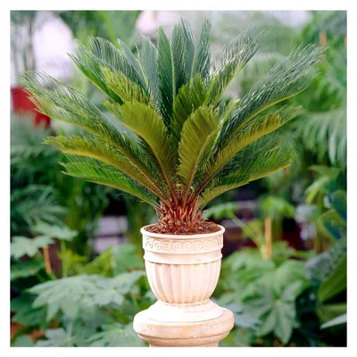 Produktbild von Sagopalmfarn - Cycas Revoluta | Zimmerpflanze für Zuhause oder Büro (30-40 cm mit Topf)