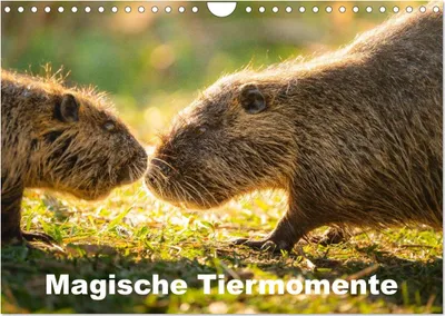 Produktbild von Magische Tiermomente (Wandkalender 2027 DIN A4 quer), CALVENDO Monatskalender