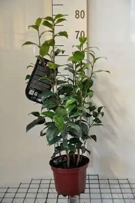 Obrázok produktu pre Kamélia japonská ružová - Camellia japonica pink 50- 60 cm Kontajner