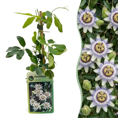 Produktbild von Green boutiQ - 2x Passiflora caerulea - Blaue Passionsblume - Weiß - Lila - Kletterpflanze - Ø9cm - ↕35cm, KI-generiertes Bild