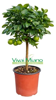 Obrázek produktu pro Lime (citrónová tráva) – rostlina v květináči (velikost květináče: 20 cm)