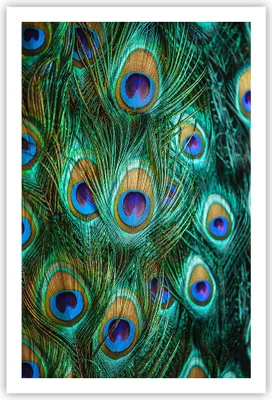 Produktbild von Poster - Poster ohne Rahmen - Pfauen Feder Makro - 61x91,5 cm - Wand Bild - Wanddeko - Wandbilder - Kunstposter - Wandposter - Bilder - Kunstdruck - Wanddekoration - Wandbild - P2XPA61x91-4159
