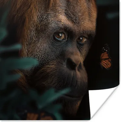 Produktbild von MuchoWow® Poster Schmetterling - Affe - Pflanzen 50x50 cm - Wohnzimmerdekoration