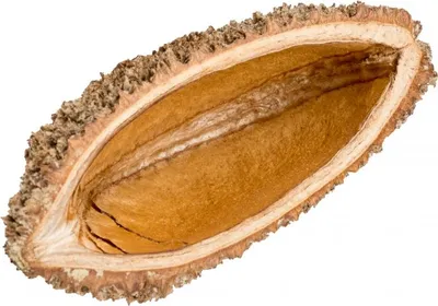 Produktbild von Bolsa de Pastor Fine Natur, Größe ca. 5-8cm | Zeyheria digitalis