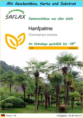 Produktbild von SAFLAX Geschenk Set - Hanfpalme - Chamaerops excelsa - 10 Samen - Mit Geschenkbox, Versandaufkleber, Geschenkkarte und Anzuchtsubstrat