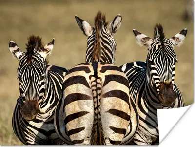 Produktbild von MuchoWow® Poster Zebras in der Savanne 160x120 cm - Foto Plakat