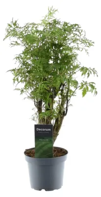 Zdjęcie produktu dla Polyscias Hawaiiana, roślina "Ming", wysokość 45 cm