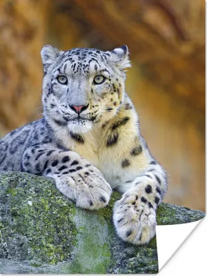 Produktbild von MuchoWow® Poster Schneeleopard - Stein - Grau 90x120 cm - Wohnzimmer