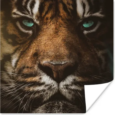 Produktbild von MuchoWow® Poster Tiere - Tiger - Wild 75x75 cm - Wand Dekoration