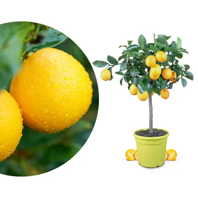 Produktbild von Meine Orangerie Meyer-Zitrone - echte Zitruspflanze - veredelter Zitronenbaum im 6 Liter Topf - Citrus limon 'meyeri' - Meyer Lemon