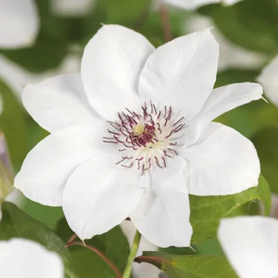 Zdjęcie produktu dla Pnacze Clematis Miss Bateman - rózowe i biale kwiaty - niewymagajace