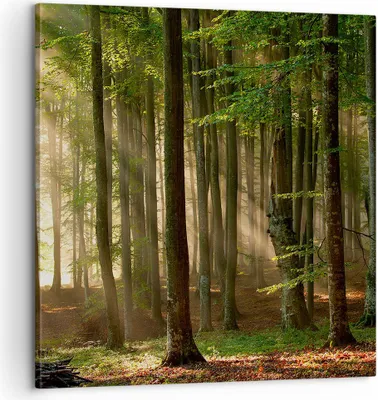 Produktbild von Bild auf Leinwand - Leinwandbild - Wald Baum Natur - 60x60cm - Wand Bild - Wanddeko - Wandbilder - Leinwanddruck - Bilder - Kunstdruck - Wanddekoration - Leinwand bilder - Wandkunst - AC60x60-3628