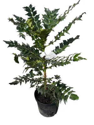 Image de Mahonia x media 'Charity' - Mahonia 30- 50 cm - conteneur