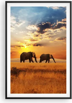 Produktbild von Gerahmtes Poster - Schwarzer Rahmen - Elefanten Safari Dschungel Busch - 61x91,5 cm - Wand Bild - Wanddeko - Wandbilder - Wandposter - Bilderrahmen - Bilder - Kunstdruck - Wandbild - P2BPA61x91-3150