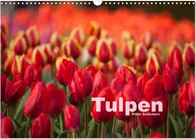 Produktbild von Tulpen (Wandkalender 2025 DIN A3 quer), CALVENDO Monatskalender
