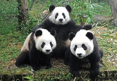 Produktbild von 3 D Ansichtskarte Pandas, Pandabären  Postkarte Wackelkarte Hologrammkarte Tiere Panda