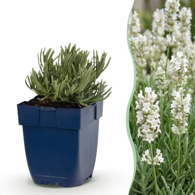 Immagine prodotto di Lavandula ang. Hidcote - Lavanda - Profumata - Viola - 24 piante - 15-25cm - Ø11cm - Pianta da giardino