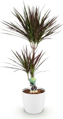 Zdjęcie produktu dla Dracena Magenta Ø21 cm, 90–100 cm – duża roślina doniczkowa z doniczką
