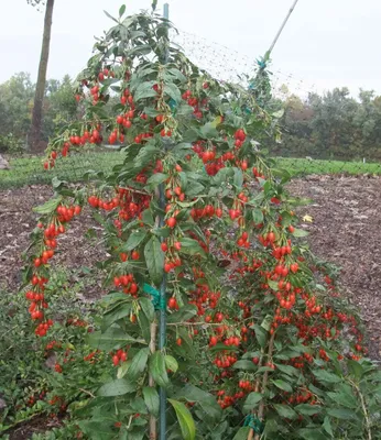Produktbild von BALDUR Garten 1x Goji 'Sweet Lifeberry®', Pflanze im 9x9 cm-Topf, vitamin- & mineralreich, trägt viele Früchte, süße Note, kompakter Wuchs, winterhart, selbstfruchtend, pflegeleicht