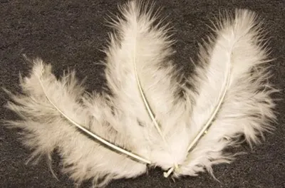 Image de 20 plumes décoratives ivoire 5,5 cm - taille unique