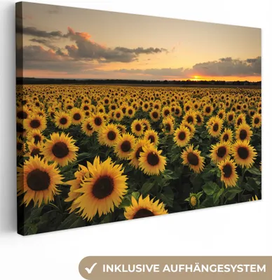 Obrázek produktu pro OneMillionCanvasses® - Obraz na plátně - 140x90 cm, Slunečnice při západu slunce, Nástěnné umění tisk nástěnné dekorace - Fotografie na plátně - Malba na dřevěném rámu