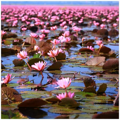 Produktbild von Wallario Magnet für Kühlschrank / Geschirrspüler, magnetisch haftende Folie - 60 x 60 cm, Motiv: Seerosenlandschaft mit rosa Blüten
