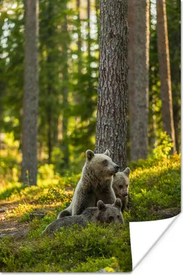 Produktbild von MuchoWow® Poster Bär - Braun - Wald 80x120 cm - Papierdruck