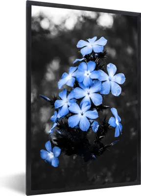 Produktbild von MuchoWow® MuchoWow® Gerahmtes Poster Blumen - Schwarz - Weiß - Blau 40x60 cm - Poster mit zchwarzem Bilderrahmen - Papierdruck - Wandbilder