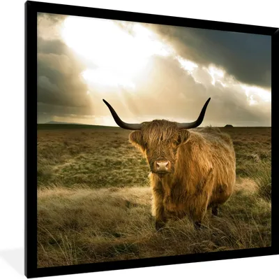 Produktbild von MuchoWow® Gerahmtes Poster Schottischer Hochländer - Sonne - Tiere 40x40 cm - Poster mit Schwarzem Bilderrahmen Wandposter Rahmen Foto Bilder - Mit Rahmen - Wanddekoration Schlafzimmer