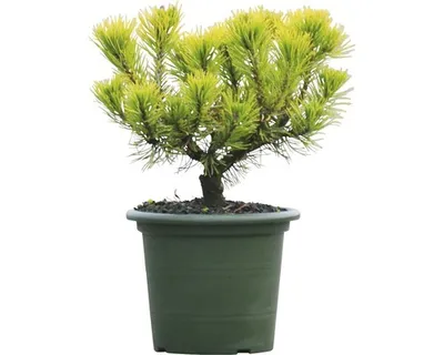 Produktbild von Bergkiefer Botanico Pinus mugo 'Carstens Wintergold' H 20-25 cm Co 3,7 L